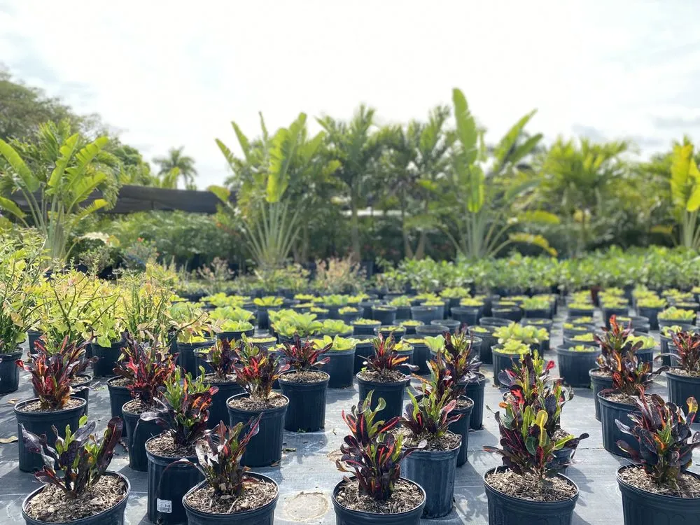 Affordable landscape design for homes in Miami, FL by Fernandez A Landscaping & Nursery