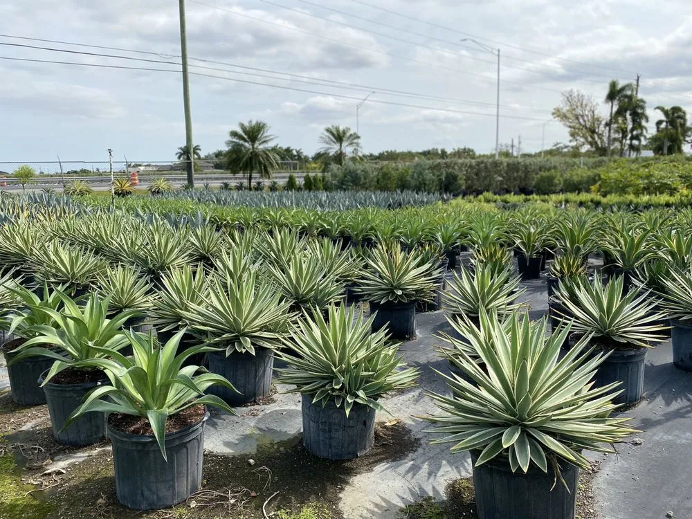 Top-rated outdoor landscaping in Miami, FL by Fernandez A Landscaping & Nursery