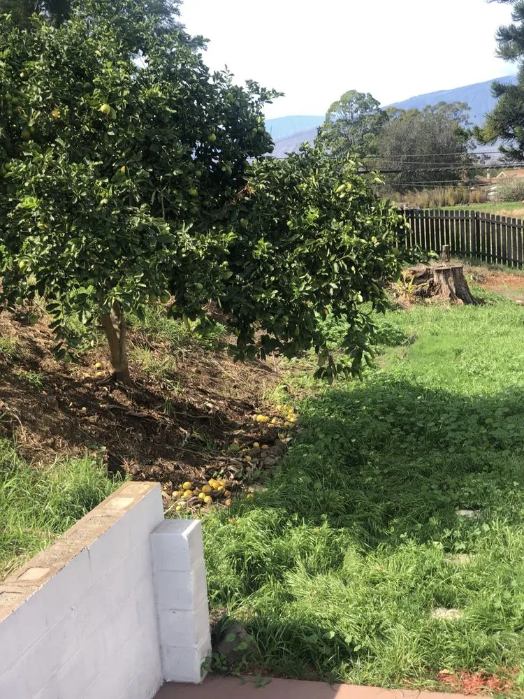 Affordable yard cleanup service in Makawao, HI - Fernandez Family Farms