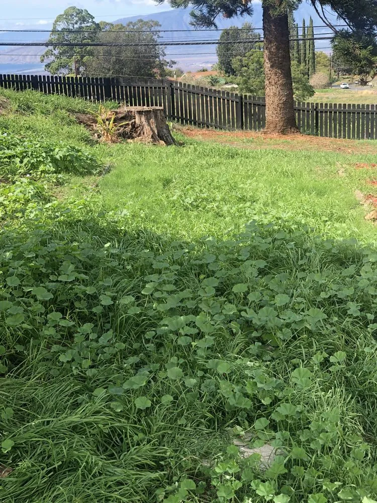 Custom garden landscaping for year-round maintenance across Makawao, HI - Fernandez Family Farms