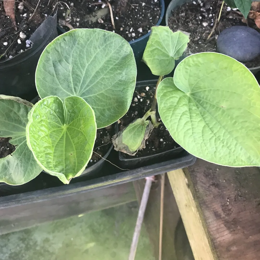 Reliable garden landscaping for homes in Makawao, HI by Fernandez Family Farms