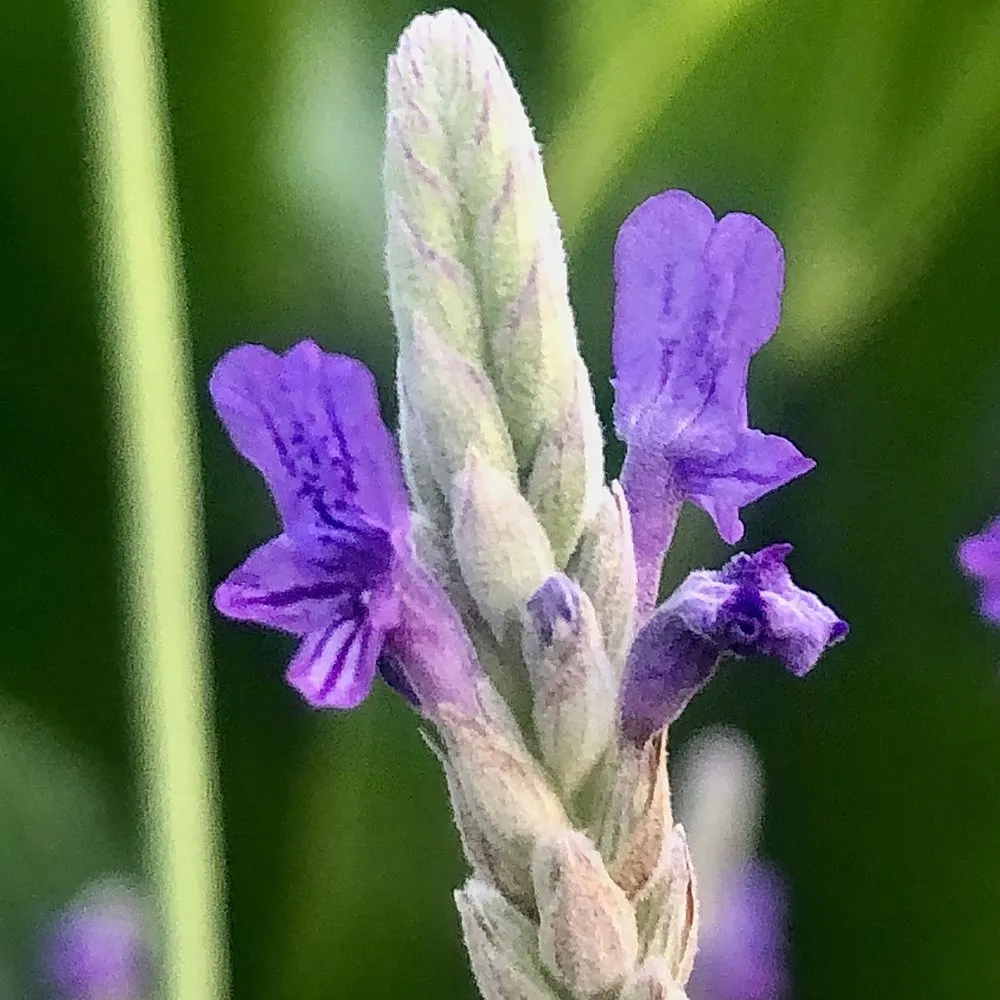 Affordable outdoor landscaping for residential properties in Makawao, HI by Fernandez Family Farms
