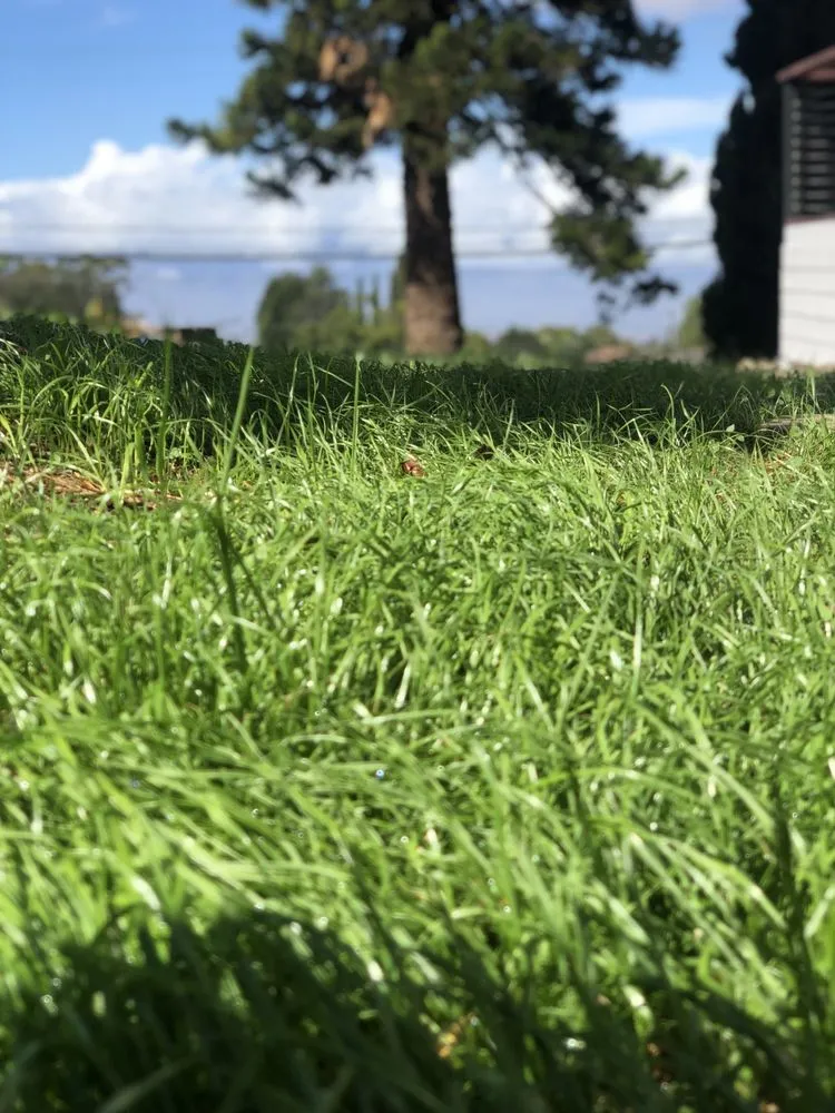 Expert lawn care service in Makawao, HI by Fernandez Family Farms
