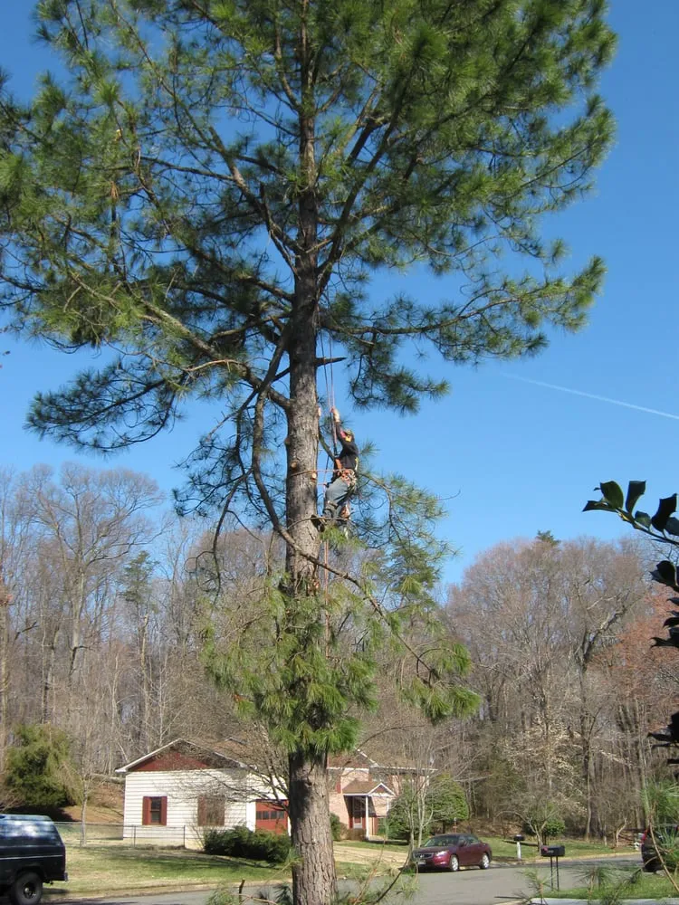 Top-rated residential landscaping in Alexandria, VA by Fernando Landscaping