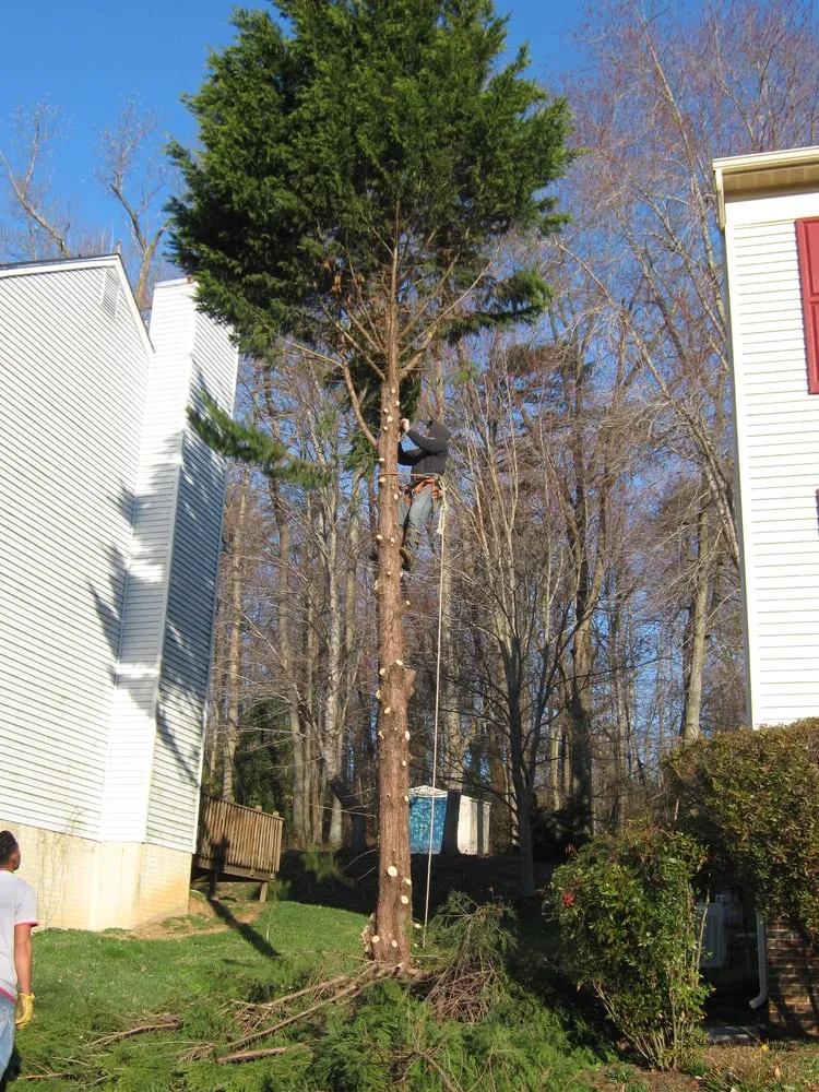 Custom landscaping services for homes in Alexandria, VA by Fernando Landscaping