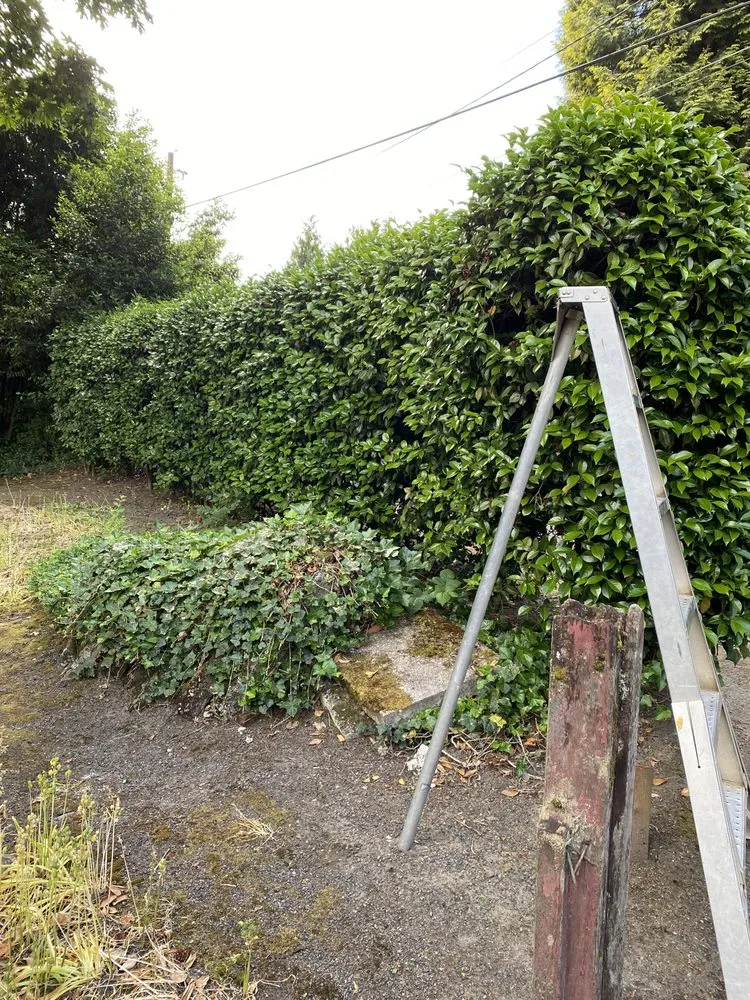 Local yard cleanup service experts serving Cornelius, OR - Fernando Landscaping