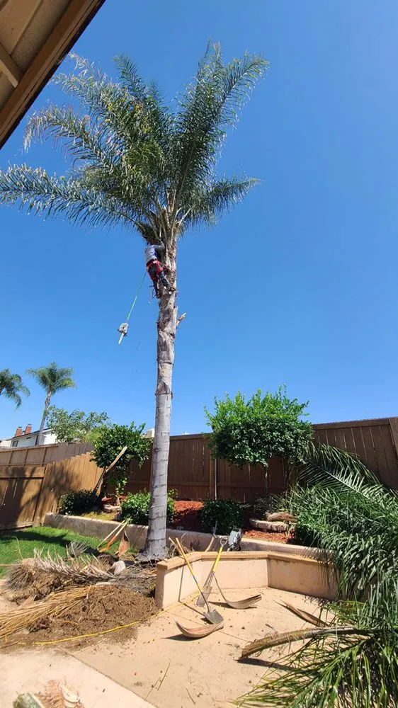 Trusted landscaping services experts serving San Diego, CA - Fernando Landscaping