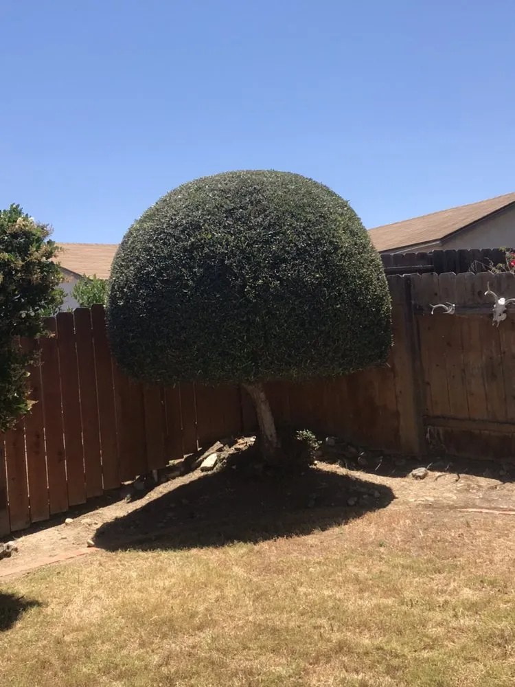 Top-rated lawn care service experts serving San Diego, CA - Fernando Landscaping