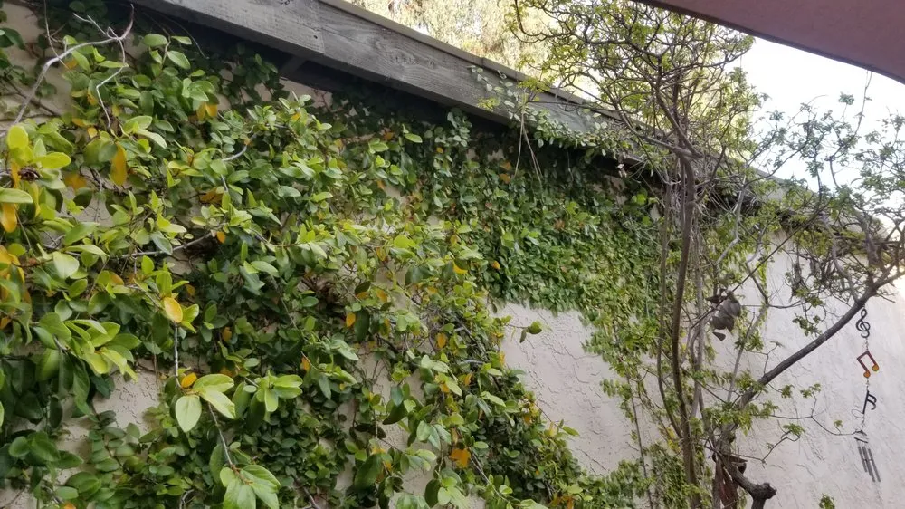 Local residential landscaping experts serving San Diego, CA - Fernando Landscaping