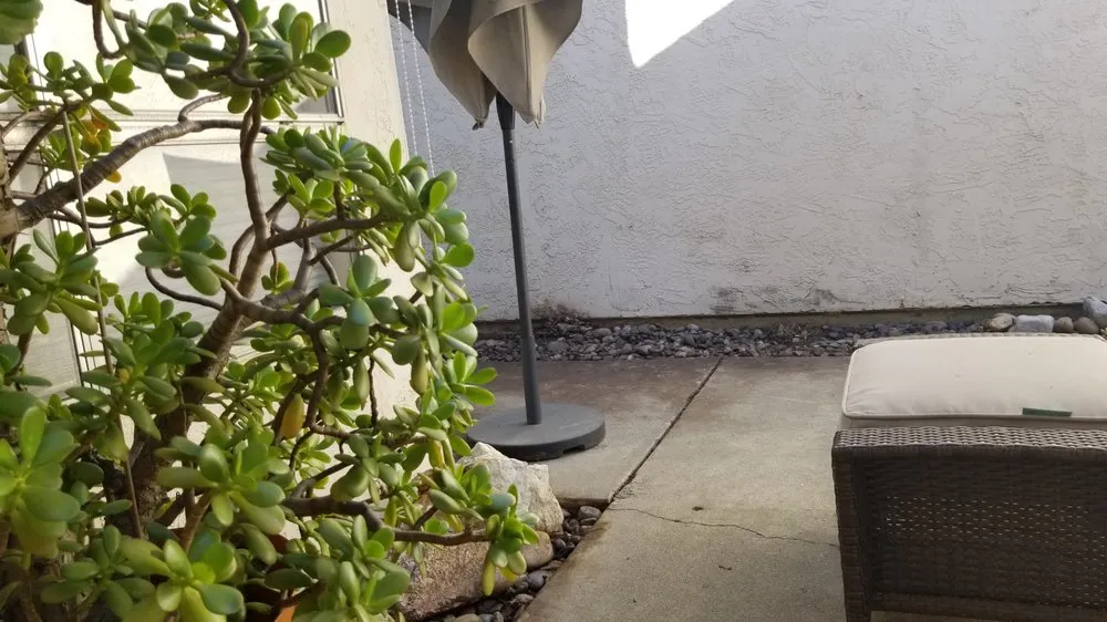 Local yard cleanup service for outdoor upgrades in San Diego, CA by Fernando Landscaping