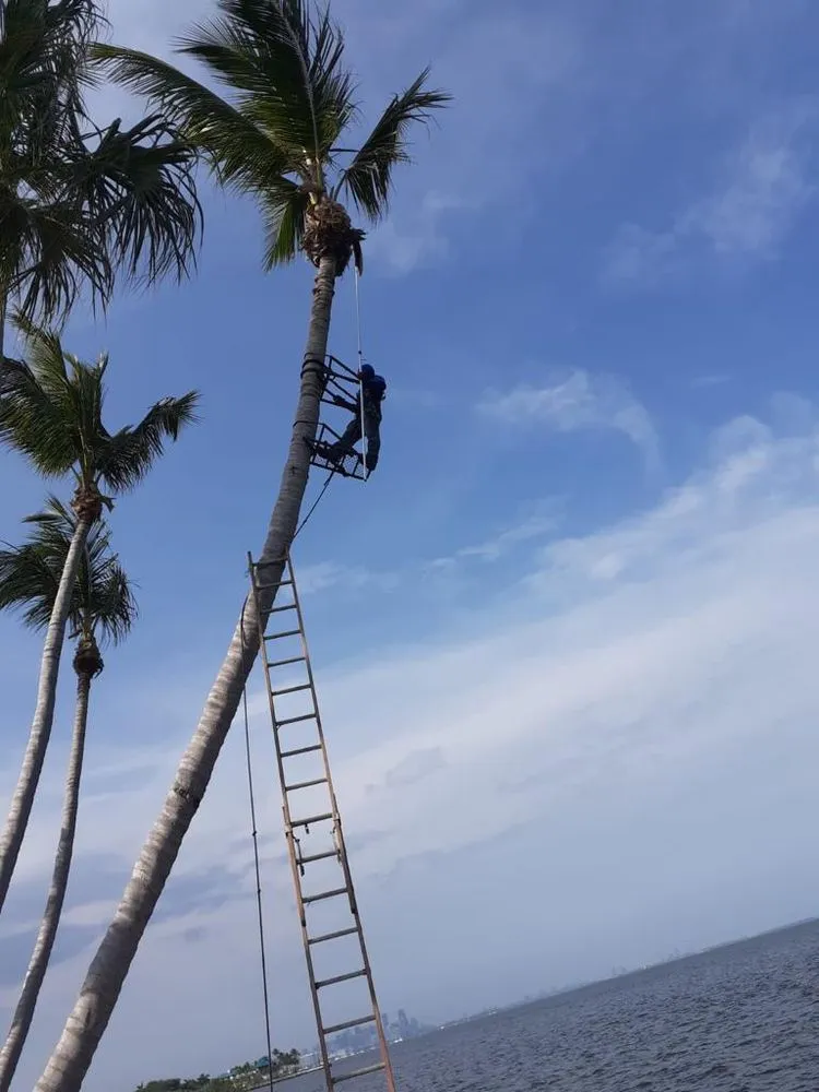 Trusted residential landscaping in Kendale Lakes, FL by Fernando Lawn Services