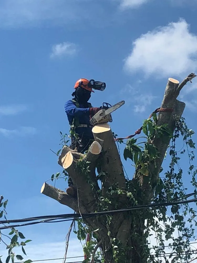 Custom residential landscaping in Kendale Lakes, FL by Fernando Lawn Services