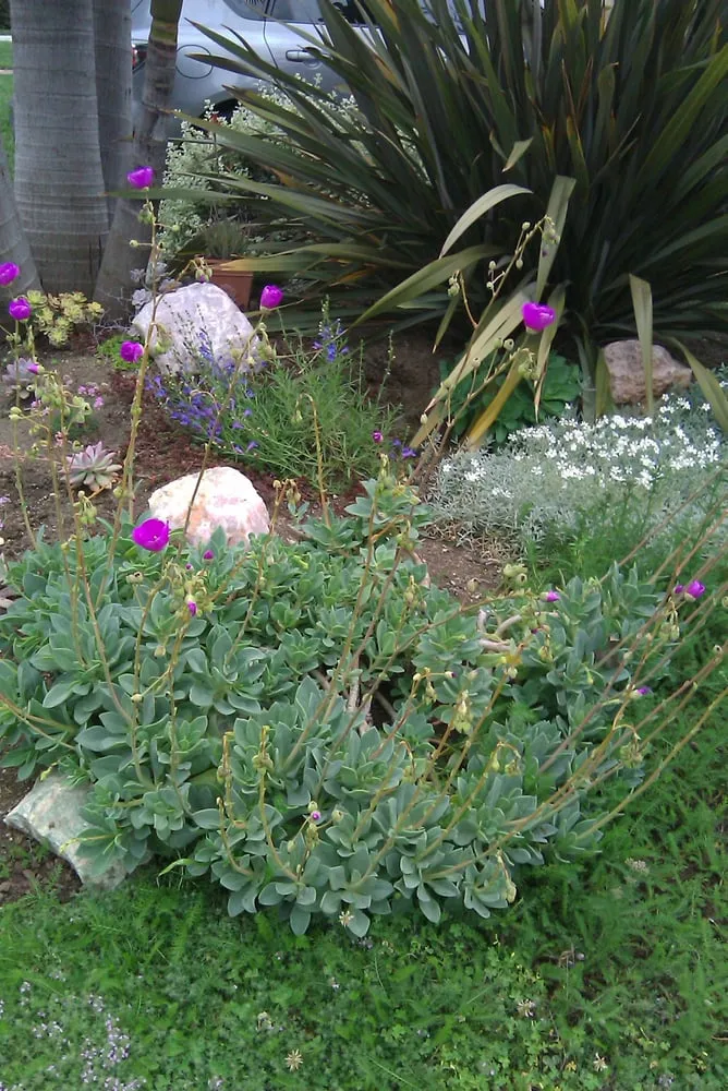 Custom yard cleanup service in Los Angeles, CA by Fernando’s Complete Landscape & Hardscape