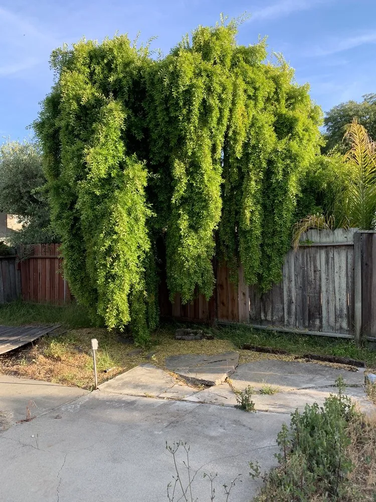 Trusted lawn care service in Fremont, CA by Fernando's Gardening