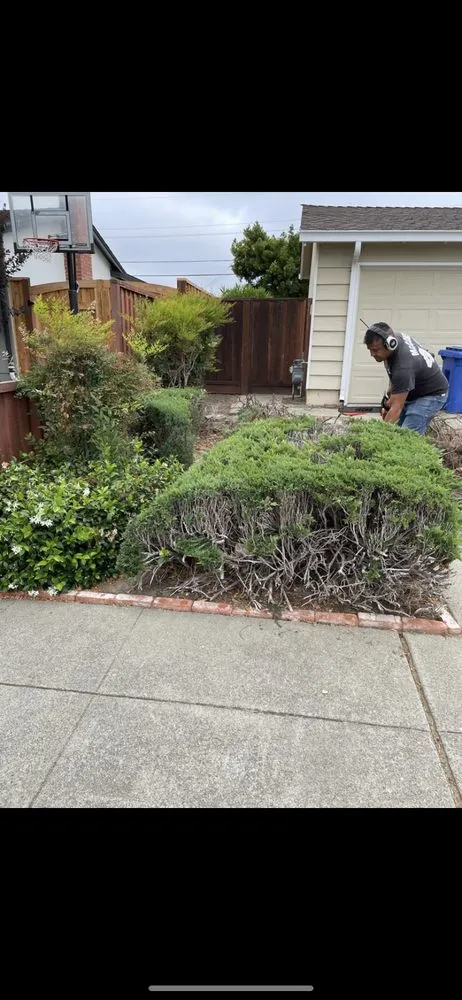 Affordable lawn mowing service experts serving Fremont, CA - Fernando's Gardening