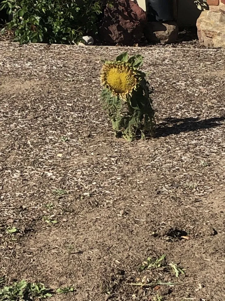 Expert residential landscaping for year-round maintenance in Fremont, CA by Fernando's Gardening