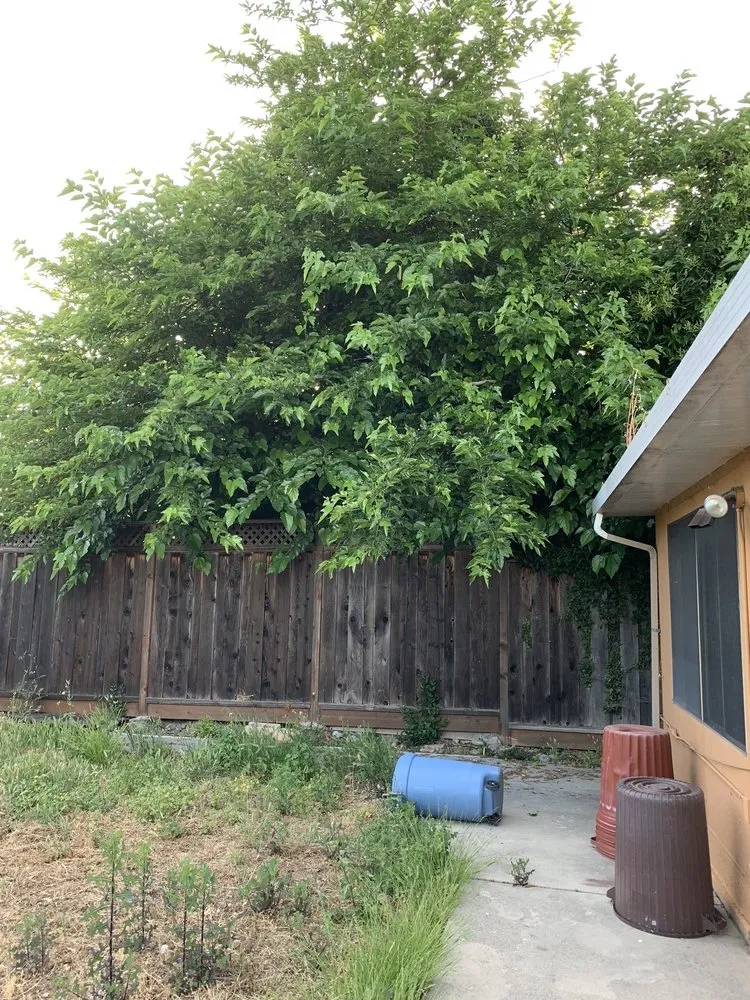 Expert landscape installation with custom design in Fremont, CA by Fernando's Gardening