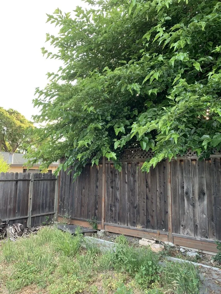 Local yard cleanup service in Fremont, CA - Fernando's Gardening