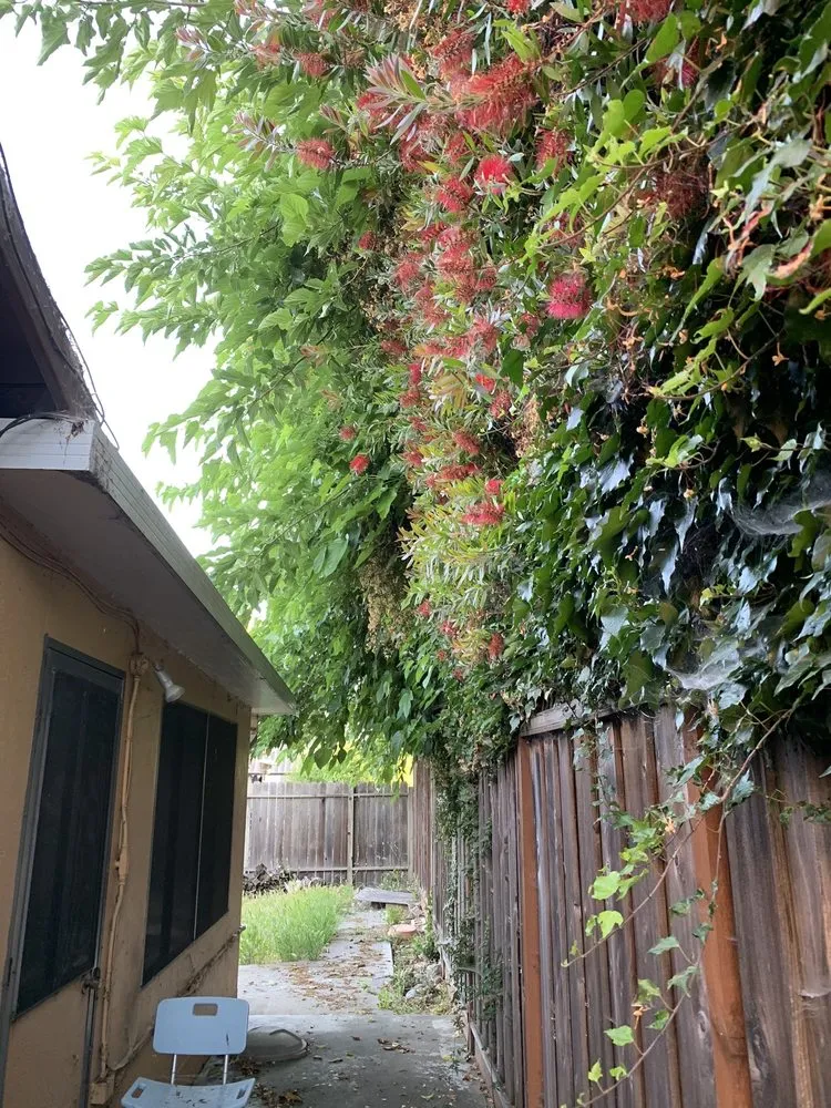 Expert lawn care service experts serving Fremont, CA - Fernando's Gardening