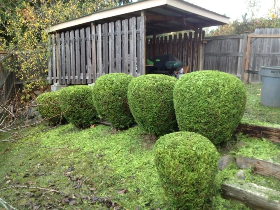 Top-rated yard maintenance in Renton, WA - Fernando's Landscaping