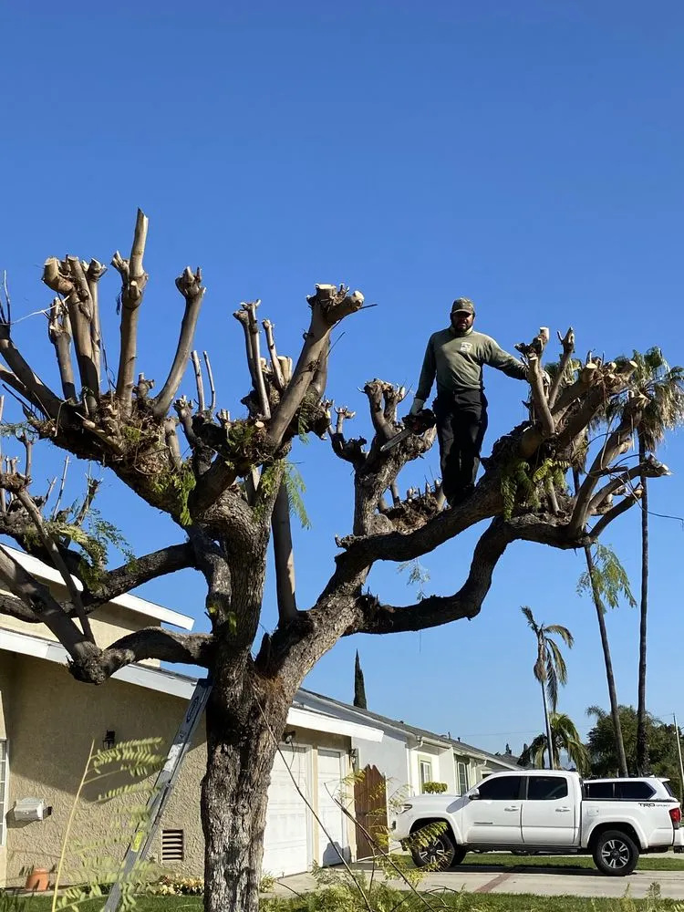 Reliable yard maintenance in Inglewood, CA - Fernando’s Outdoor Creations