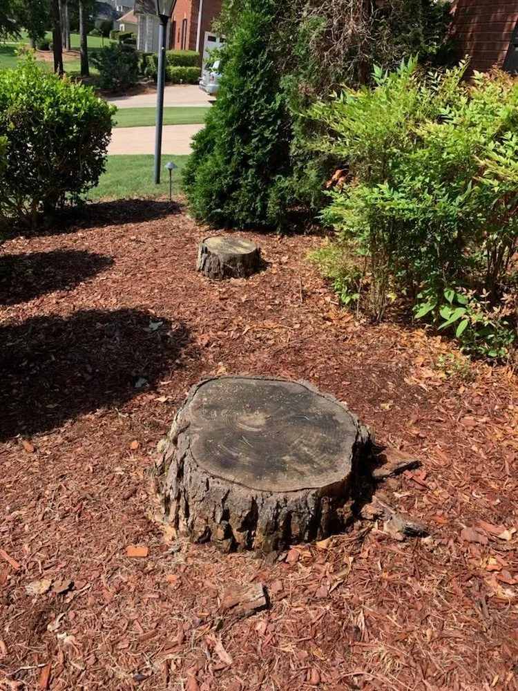 Expert yard maintenance in Stone Mountain, GA - Fernando´s Tree Services