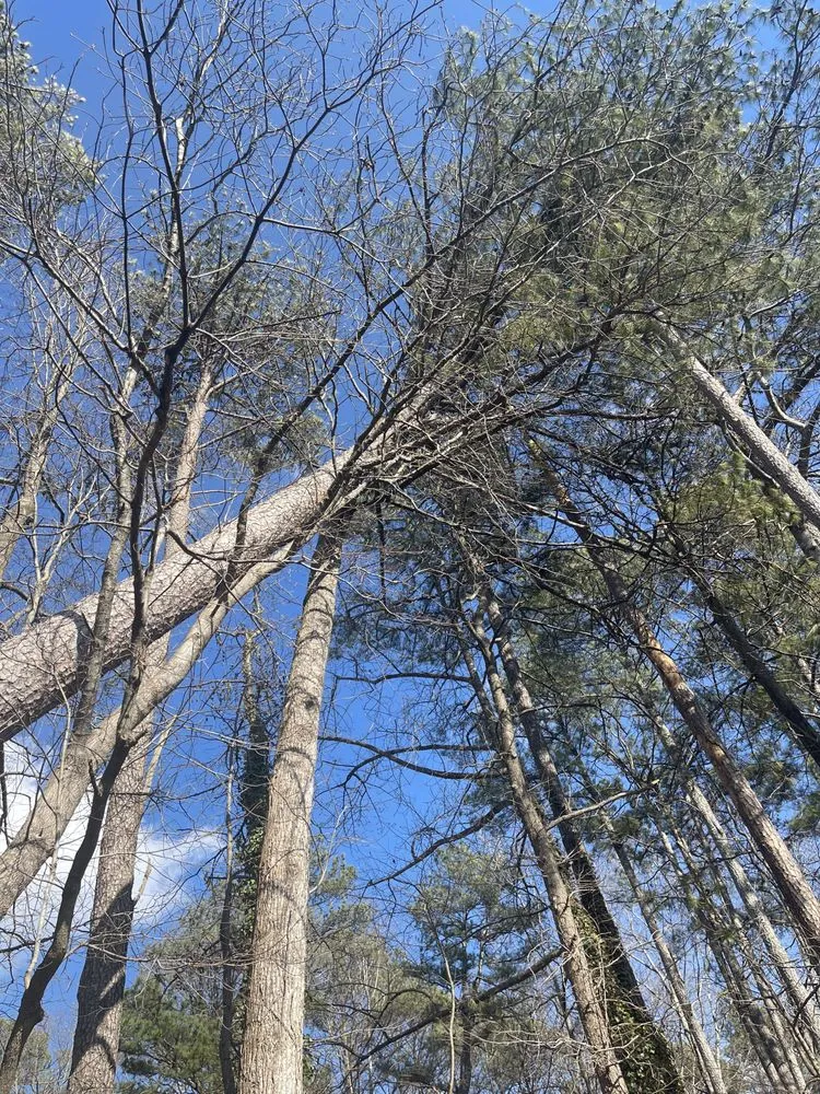 Reliable lawn mowing service in Stone Mountain, GA - Fernando´s Tree Services