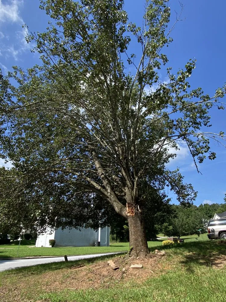 Local outdoor landscaping near you across Stone Mountain, GA - Fernando´s Tree Services