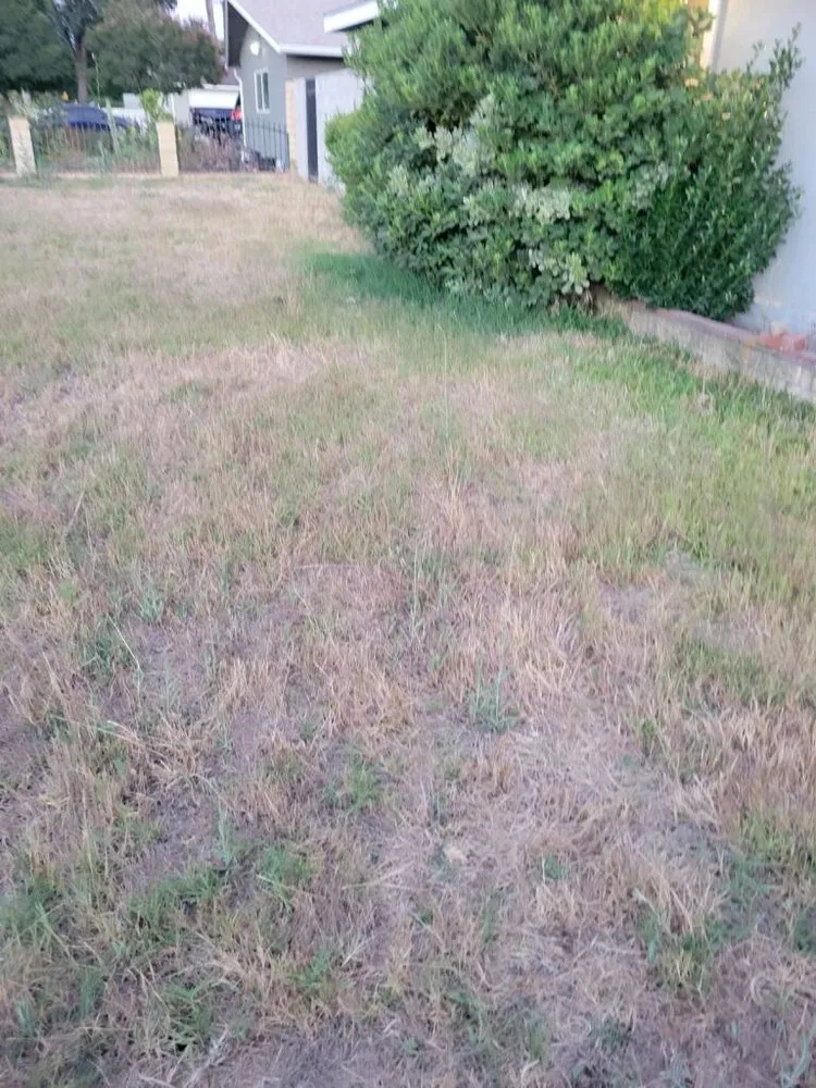 Local landscape design for beautiful yards across Lake Elsinore, CA - Fern’s Landscaping