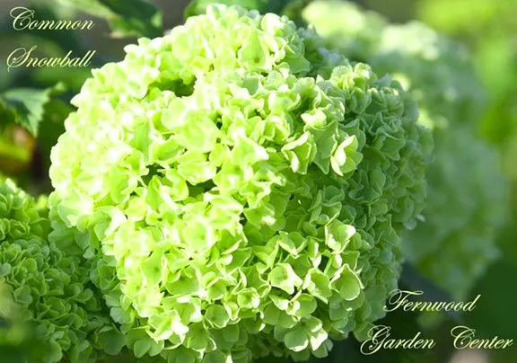 Expert yard maintenance in Columbia, TN - Fernwood Garden Center