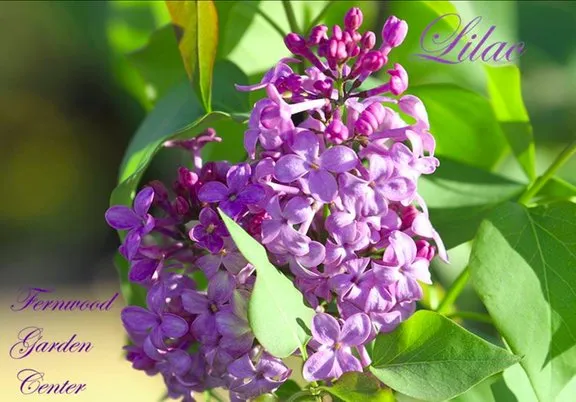 Local garden landscaping in Columbia, TN by Fernwood Garden Center