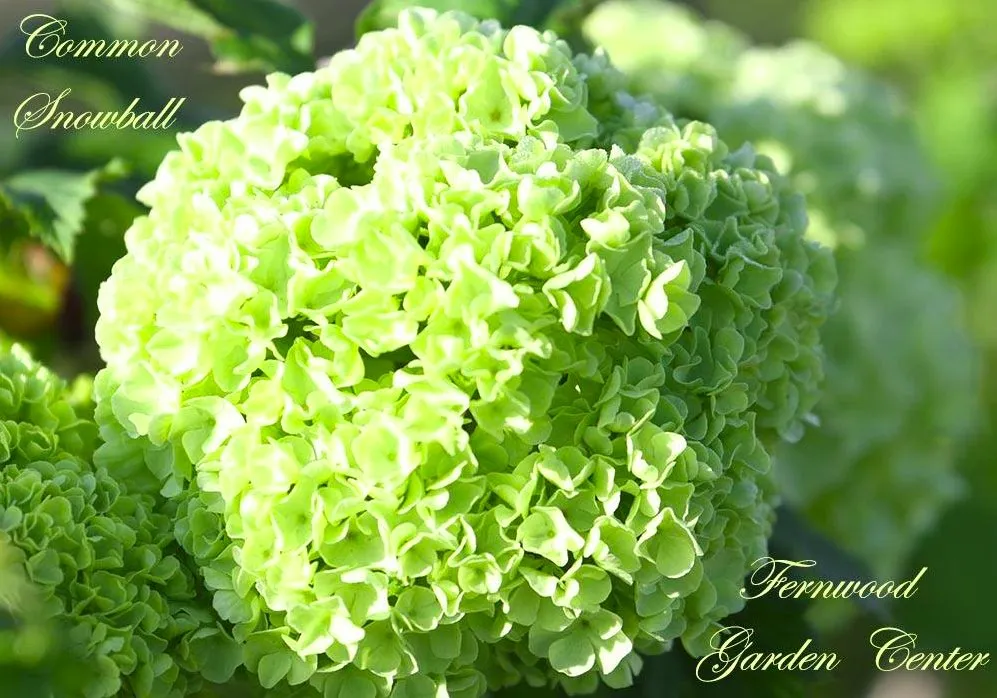 Custom landscape design for residential properties in Columbia, TN by Fernwood Garden Center