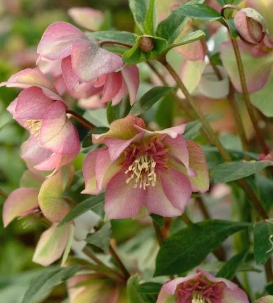 Professional landscape design in Lake Oswego, OR - Fernwood Landscapes