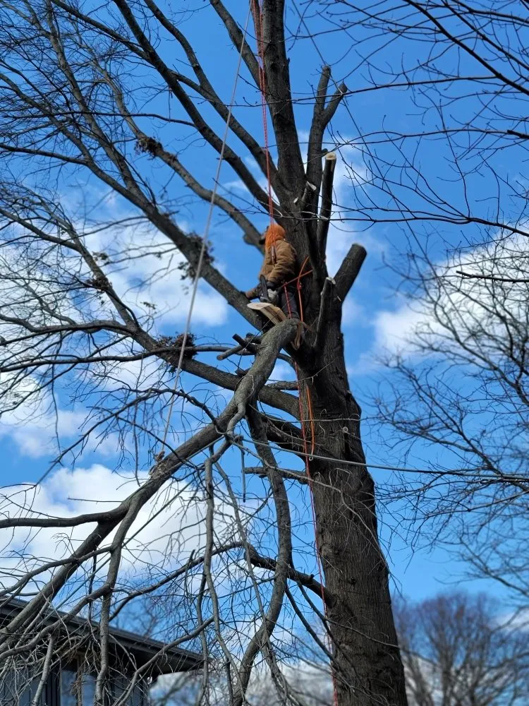 Reliable landscape design in Rockford, IL by Ferrals Family Landscaping & Tree Services