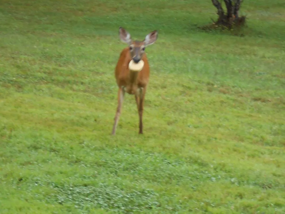 Trusted outdoor landscaping in Buxton, ME - Ferrante Landscape Service