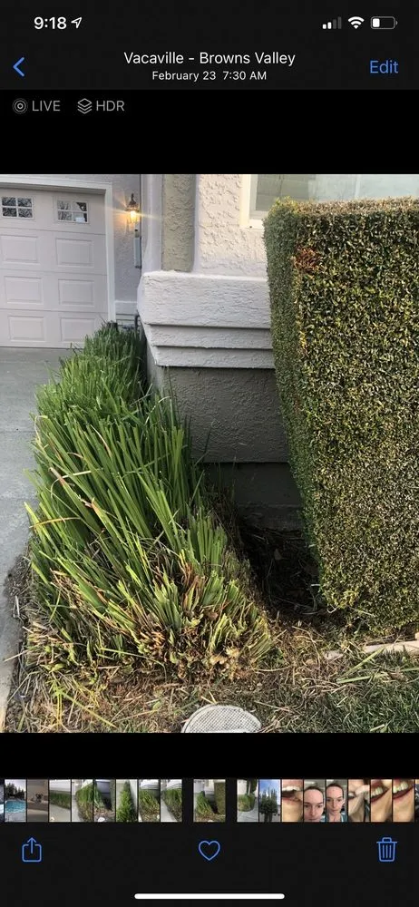 Top-rated yard cleanup service in Vacaville, CA - Ferreira's Landscape Maintenance