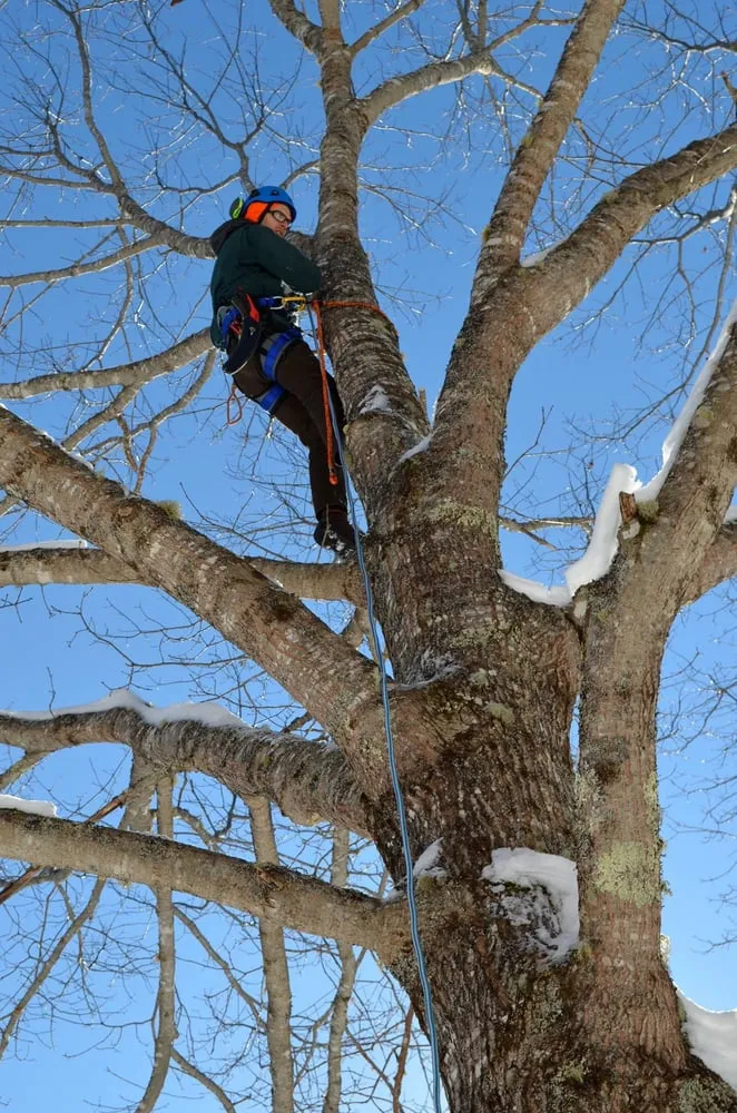 Affordable yard maintenance for outdoor upgrades across Jackson, ME - Ferrel Tree & Garden