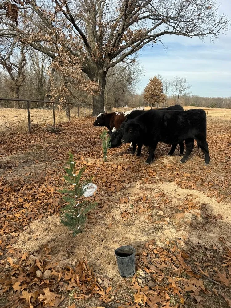 Reliable yard maintenance in Coweta, OK - Ferrer Land Services