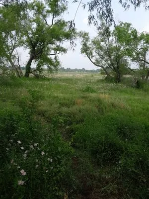 Ferrero Lawn Care Logo