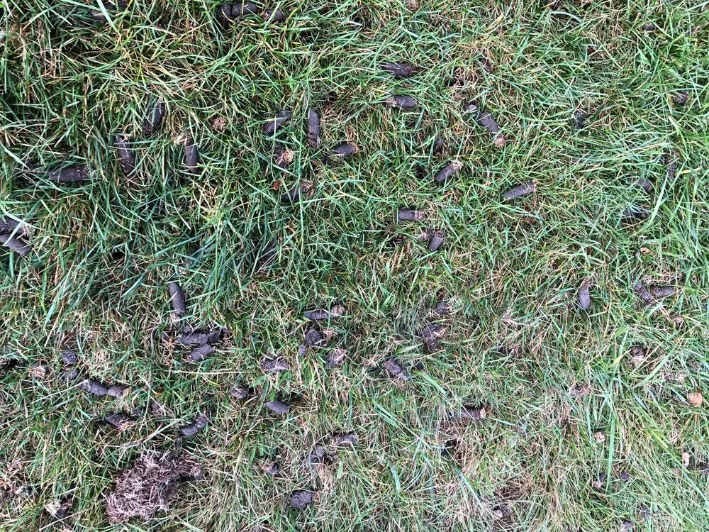 Affordable yard maintenance experts serving Bloomington, MN - Fertilawn