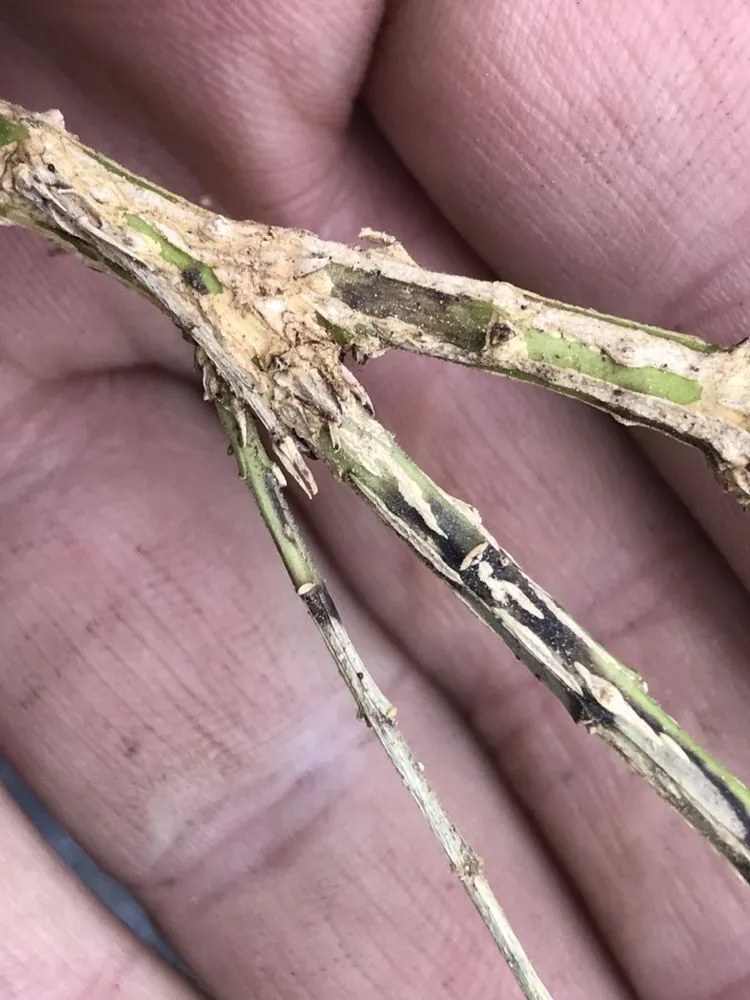 Top-rated residential landscaping with custom design in Hampton Bays, NY by FertiLawn