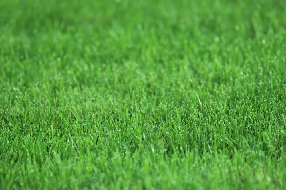 Affordable garden landscaping in Burleson, TX by Fertilogic