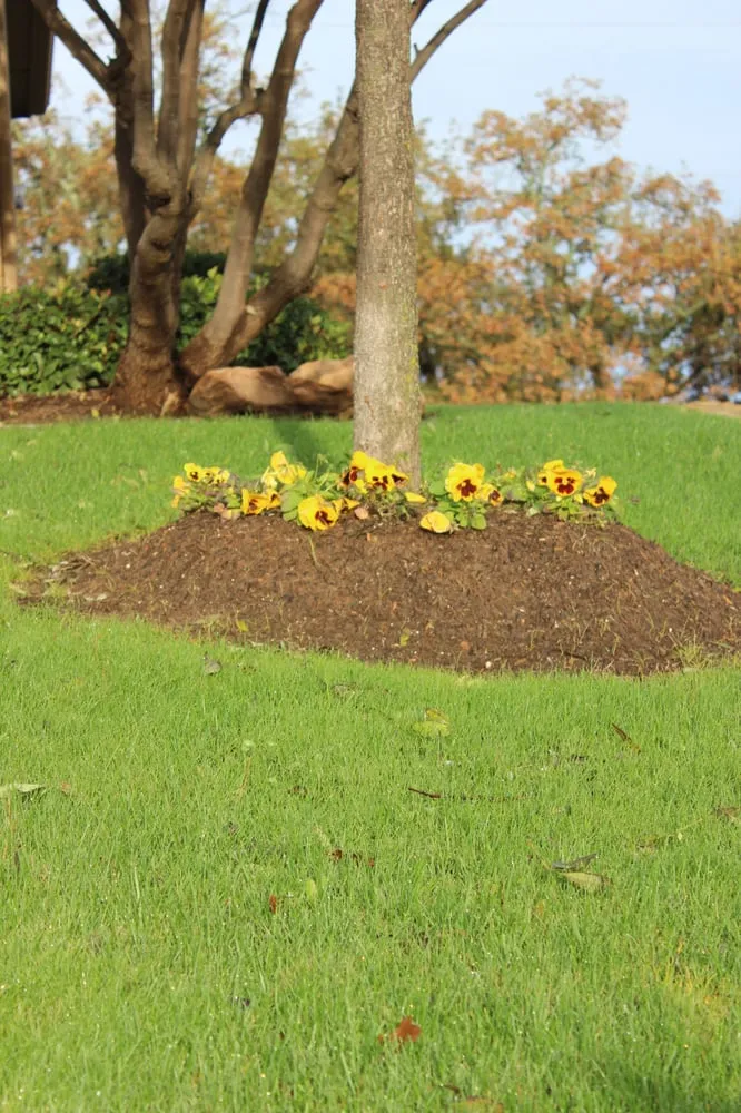 Local lawn mowing service for homes across Burleson, TX - Fertilogic