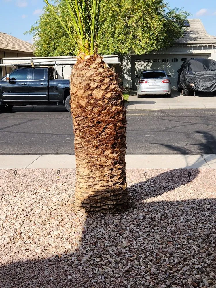 Top-rated lawn mowing service for residential properties in Surprise, AZ by Festival Landscaping