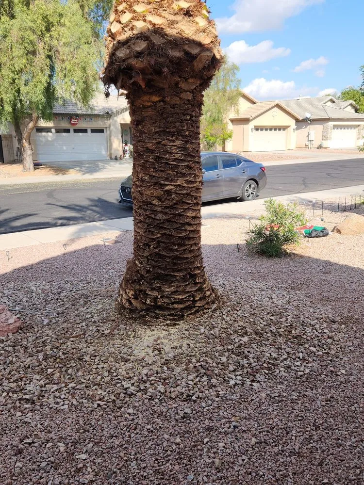 Top-rated yard maintenance in Surprise, AZ by Festival Landscaping