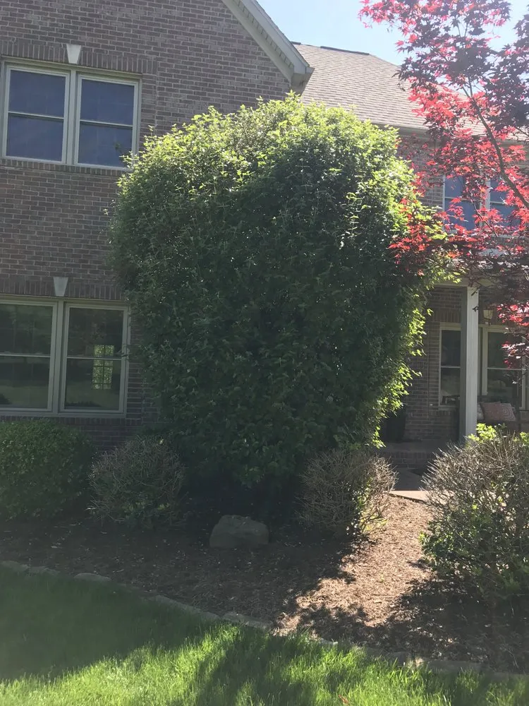 Custom yard cleanup service for year-round maintenance across Evansville, IN - Fetscher Lawncare