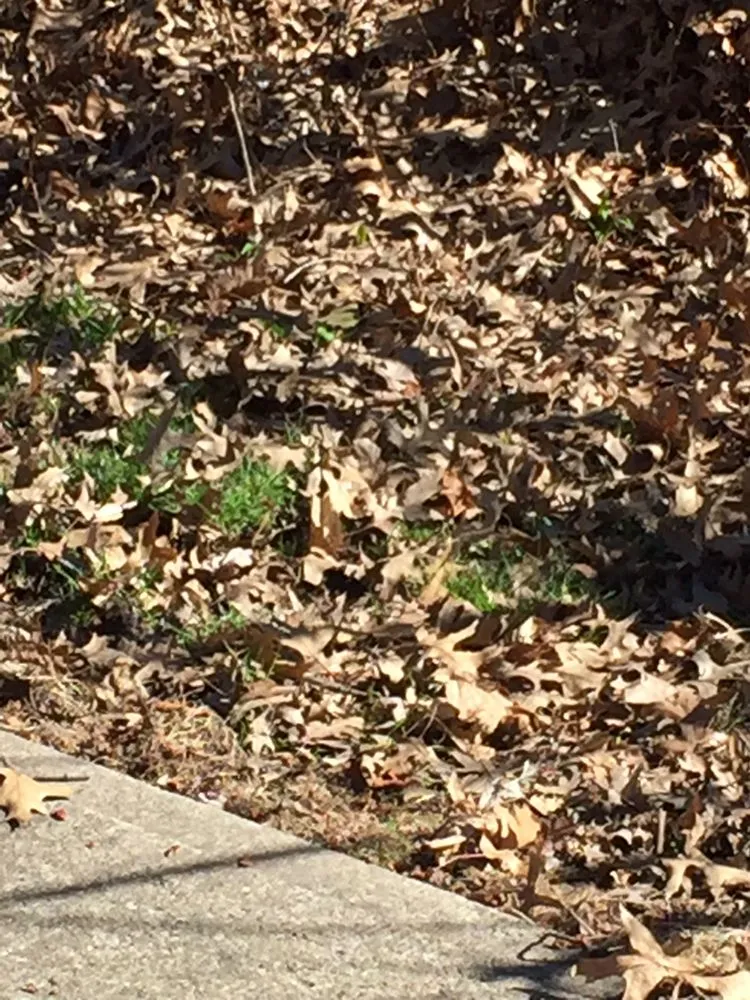 Affordable residential landscaping experts serving Painesville, OH - F.F Landscaping