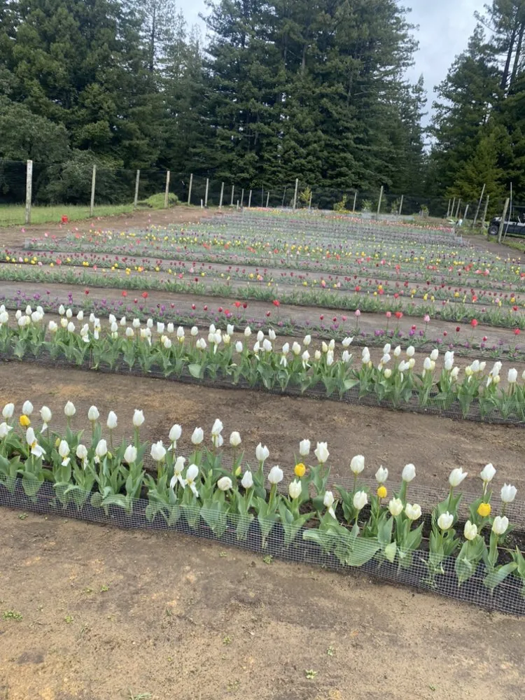 Affordable lawn mowing service experts serving Watsonville, CA - FG Landscaping and Maintenance