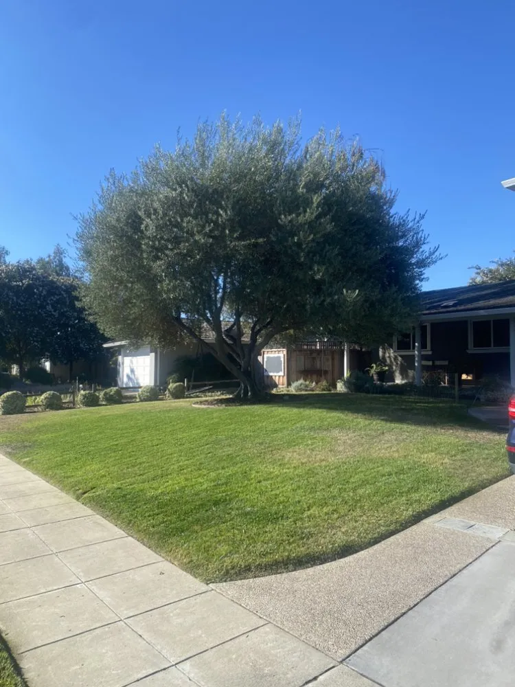 Reliable lawn mowing service for beautiful yards across Watsonville, CA - FG Landscaping and Maintenance