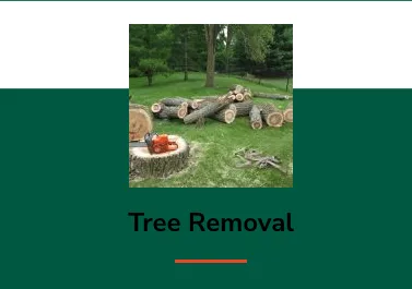 Expert outdoor landscaping in Tampa, FL by FG Tree Services